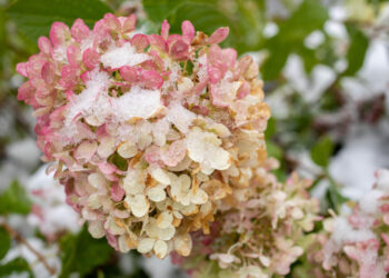 Populiariausios šluotelinių hortenzijų veislės