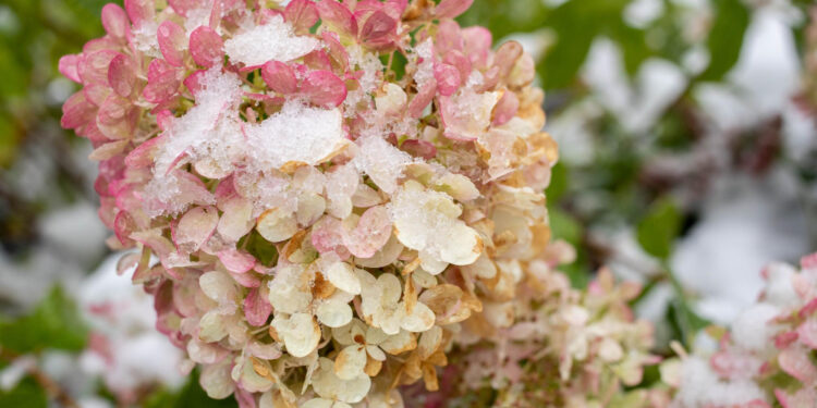 Populiariausios šluotelinių hortenzijų veislės