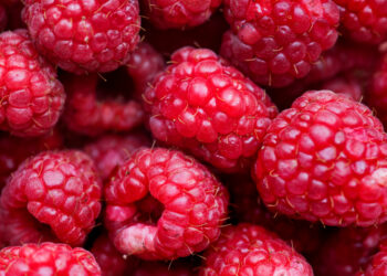 Remontantinių aviečių priežiūra pavasarį