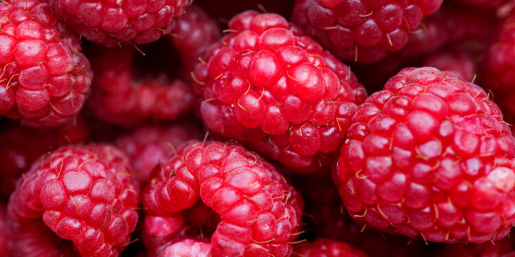 Remontantinių aviečių priežiūra pavasarį