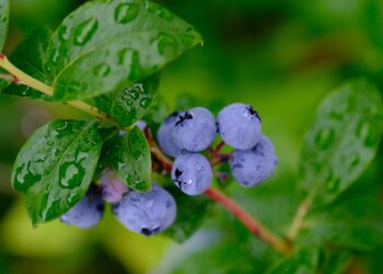 Šilauogių dauginimas