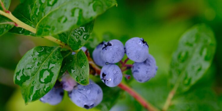 Šilauogių dauginimas