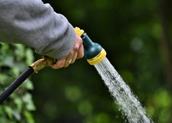 Šilauogių laistymas