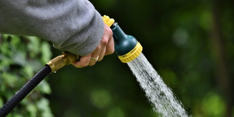 Šilauogių laistymas