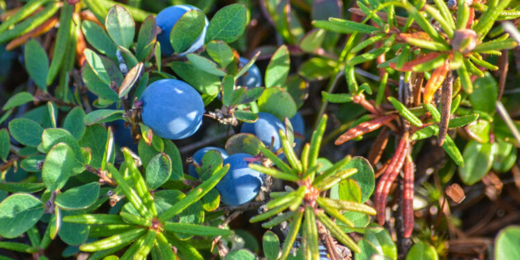 Šilauogių paruošimas žiemai