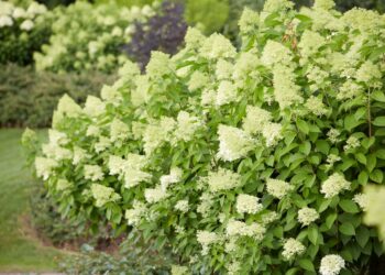 Su kuo derinti šluotelines hortenzijas