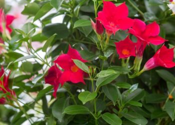 Sundaville dauginimas