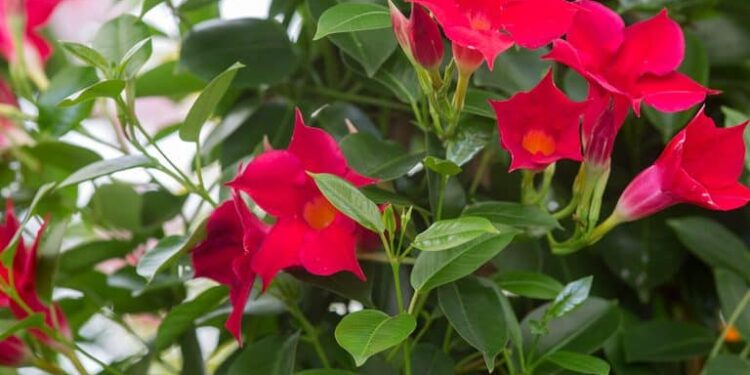 Sundaville dauginimas