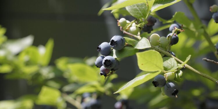 Šilauogių tręšimas pavasarį