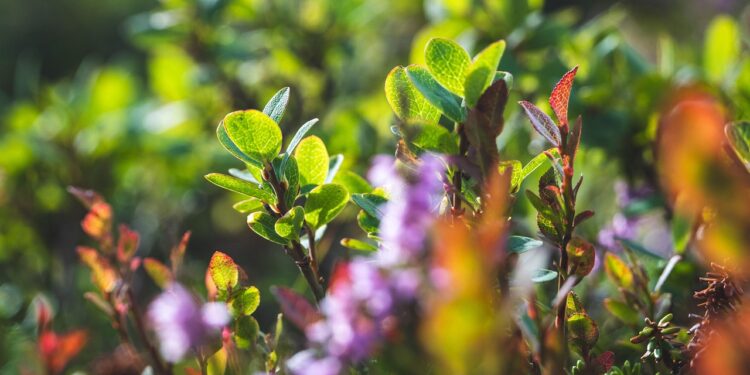 Šilauogių tręšimas rudenį