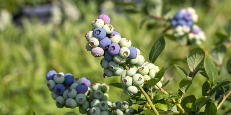 Šilauogių sodinimas pagal mėnulio kalendorių ir jo įtaka krūmo prigijimui
