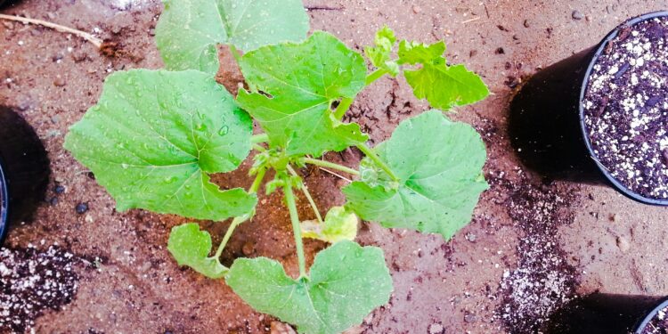 Agurkų purškimas boru: kada ir kaip tai atlikti? Mano praktika ir rekomendacijos