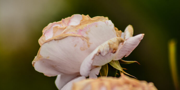 Bijūnų ligos, kenkėjai ir gydymas