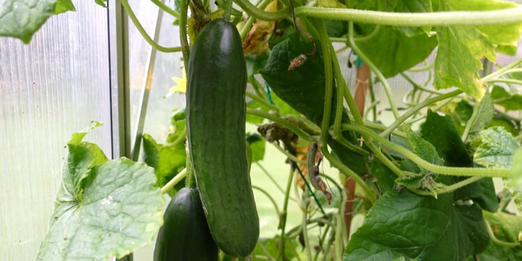 Ar reikia nuskabyti agurkų ūsus? Patirtis, kuri pakeitė mano požiūrį