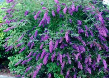 kaip paruošti budlėja žiemai