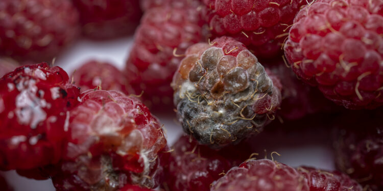 Aviečių ligos, kenkėjai ir gydymas