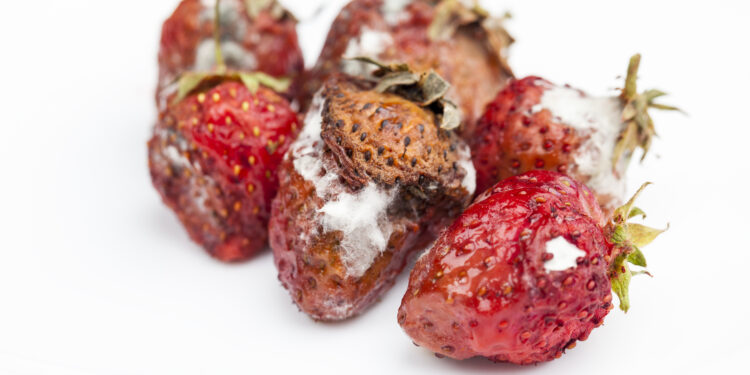 Braškių ligos, kenkėjai ir gydymas – viskas, ką esu išbandęs savo ūkyje