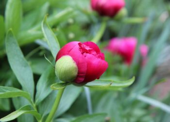 Bijūnų tręšimas pavasarį