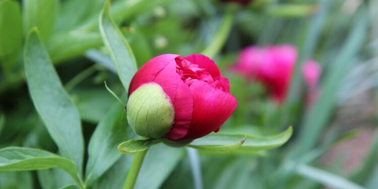 Bijūnų tręšimas pavasarį