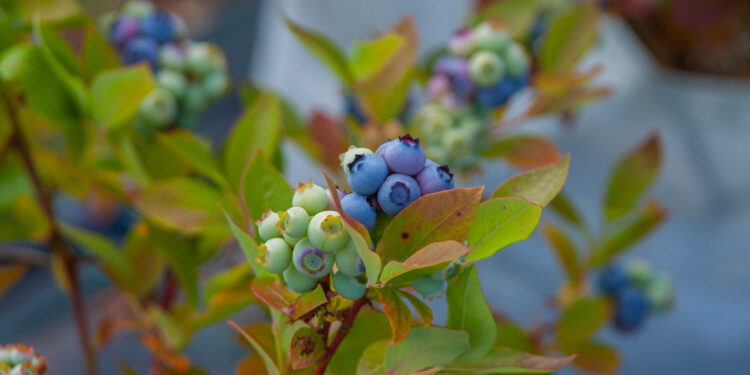 Kaip apsaugoti šilauoges nuo paukščių neišleidžiant daug pinigų?