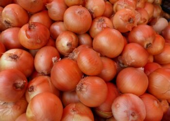 Svogūnų tręšimas karbamidu – kaip tai veikia derlių