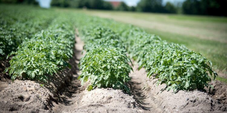 Kada geriausiai sodinti bulves – derliaus gausos paslaptys