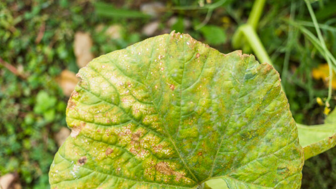 Agurkų vytulys kaip atrodo ir kaip apsisaugoti