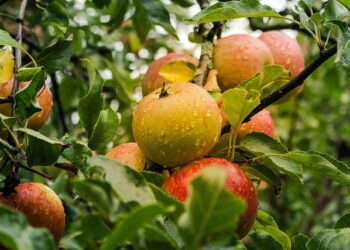 Obuolių laikymas žiemą: kaip išsaugoti šviežumą iki pavasario
