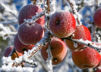 Vaismedžių genėjimas žiemą: kaip pagerinti derlių ir medžių formą