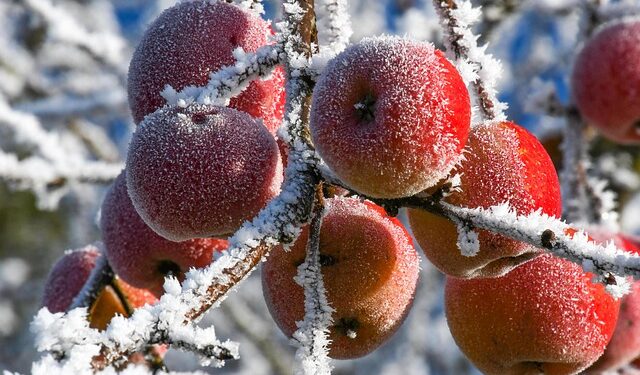 Vaismedžių genėjimas žiemą: kaip pagerinti derlių ir medžių formą