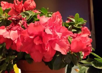 Gėlės žiemą – kaip prižiūrėti, kad nepakenktų šaltis ir sausas oras