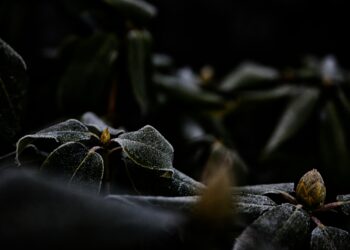 Rododendrai žiemą: kaip apsaugoti nuo šalčio ir vėjo