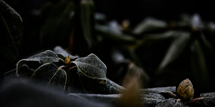 Rododendrai žiemą: kaip apsaugoti nuo šalčio ir vėjo