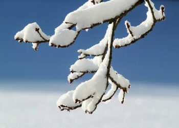 Medžių genėjimas žiemą – praktiniai patarimai sodininkams