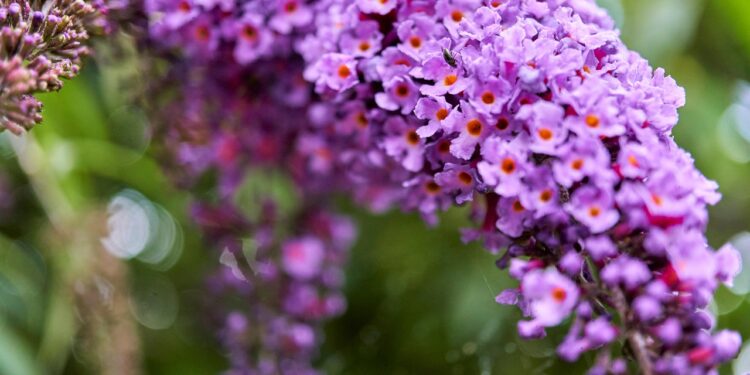 Budlėjos genėjimas: kada ir kaip genėti?