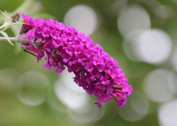 Kaip paruošti budlėją žiemai: patikrinti būdai, kad augalas peržiemotų sveikas