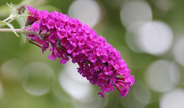 Kaip paruošti budlėją žiemai: patikrinti būdai, kad augalas peržiemotų sveikas