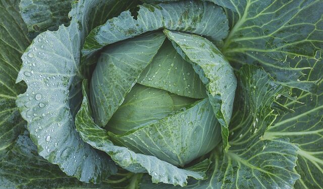 Žalių kopūstų mišrainė žiemai – paprastas receptas šaltajam sezonui