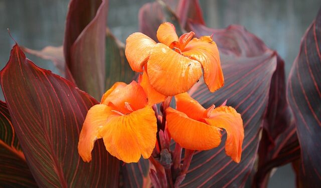 Kanų laikymas per žiemą: kaip tinkamai paruošti gumbus