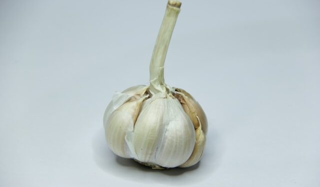 Česnakų sodinimo laikas – viskas, ką reikia žinoti pradedančiajam