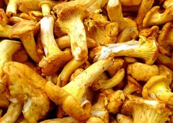 Voveraitės žiemai su pomidorų padažu – gardus ir sotus užkandis