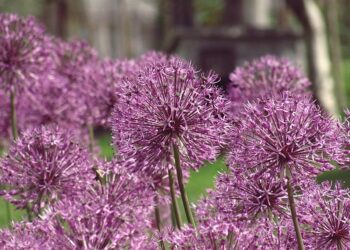 Ar reikia nuskinti česnakų žiedus – tiesa ir mitai