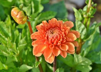 Jurginų laikymas žiemą: patikrinti būdai, kad gumbai neišdžiūtų ir nesupūtų