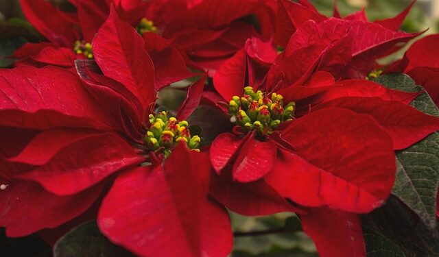 Žiemos gėlės: kokios rūšys žydi šalčiausiu metų laiku