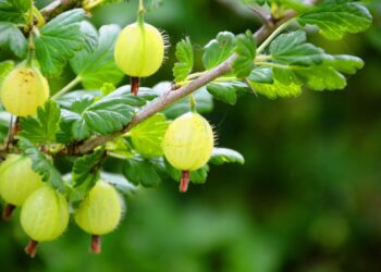 agrastu genejimas pagal sezoną