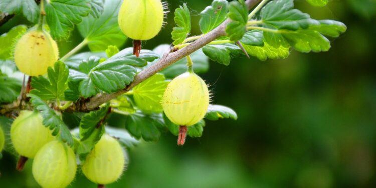 agrastu genejimas pagal sezoną