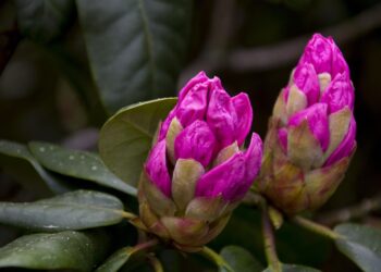 Rododendras vazone žiemą: kaip pasirūpinti, kad neiššaltų