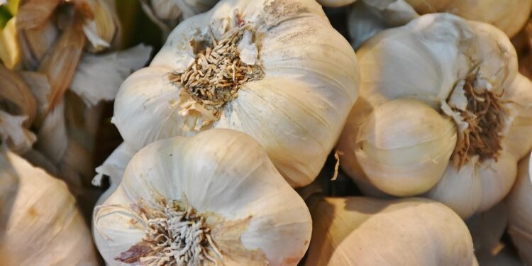 Žieminių česnakų ligos – kokios pasitaiko dažniausiai