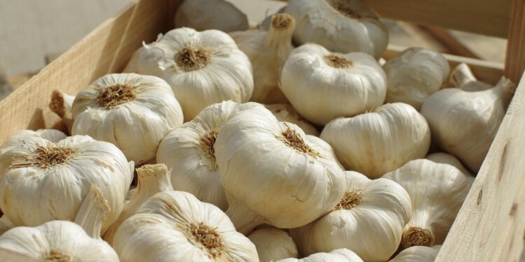 Žieminių česnakų sodinimo laikas – rudenį ar pavasarį?