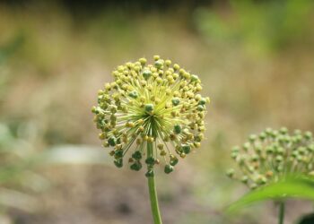 Kada skinti česnakų žiedkočius – kad derlius būtų gausesnis